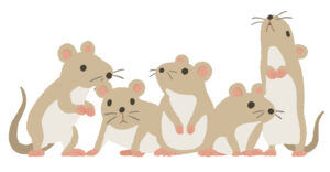 ネズミを自分で退治する方法4選｜完全に駆除する方法と予防法を解説