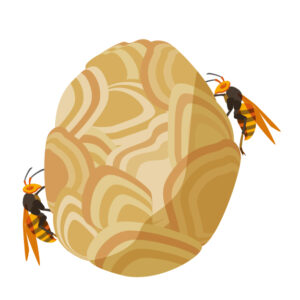 ハチ・ハチの巣の駆除手順を解説｜自分で退治するやり方とは？