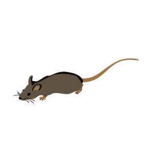 ネズミのフンの見分け方とは？種類別の特徴やフン害対策を紹介
