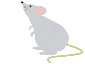 ネズミに超音波が効くって本当？その他ネズミが嫌がるものもご紹介！